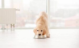 Субпродукты в собачьем корме – это хорошо или плохо?